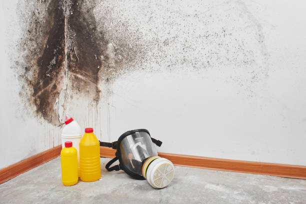 Best Professional Mold Removal  in Rock Valley, IA