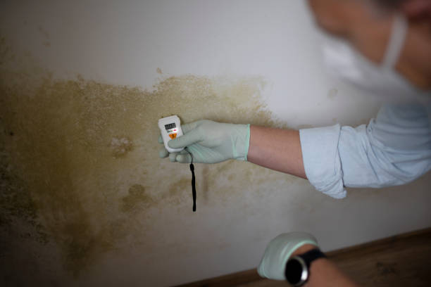 Best Certified Mold Removal  in Rock Valley, IA