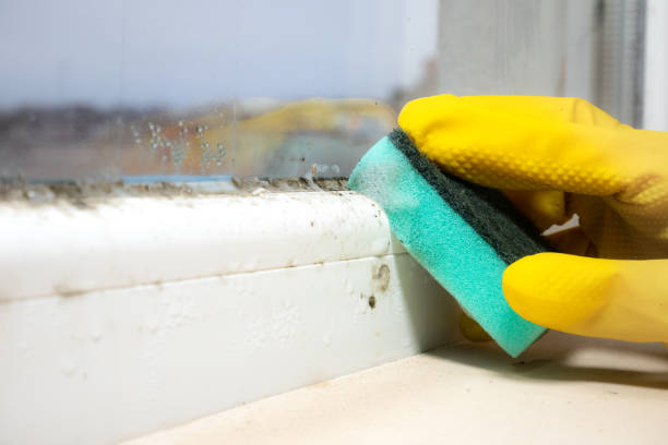 Best Mold Cleaning Services  in Rock Valley, IA