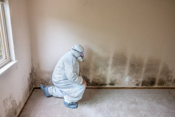 Best Attic Mold Removal  in Rock Valley, IA