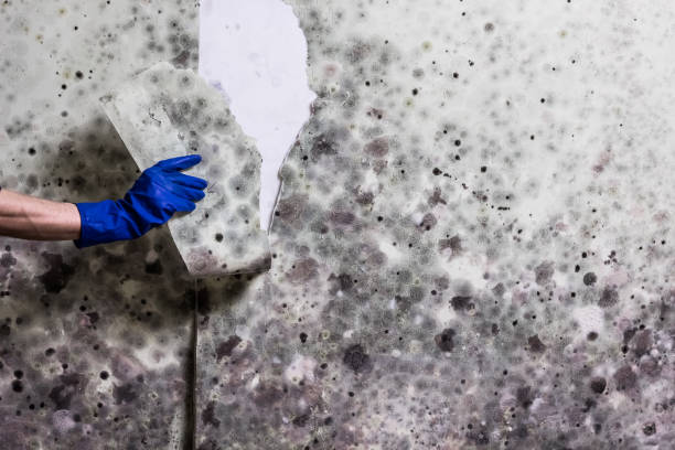 Best Fast Mold Removal  in Rock Valley, IA