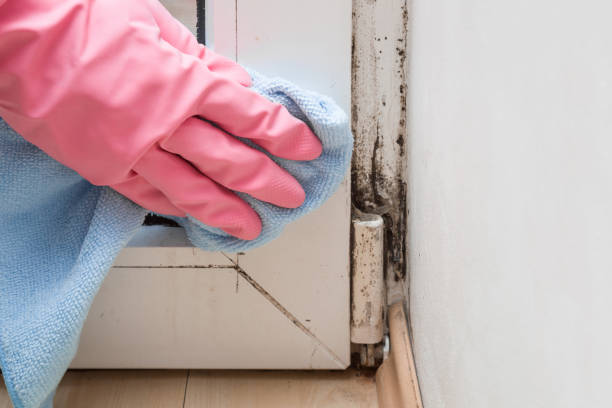 Mold Removal and Inspection in Rock Valley, IA
