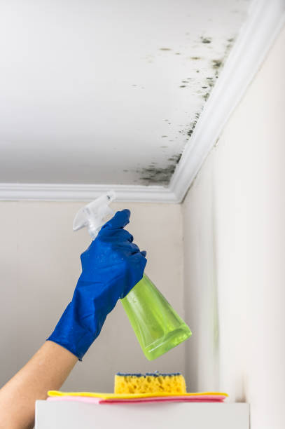 Best Emergency Mold Removal  in Rock Valley, IA