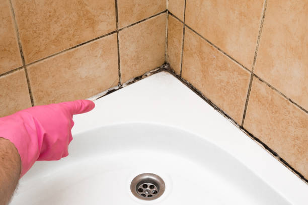 Best Same-Day Mold Removal  in Rock Valley, IA